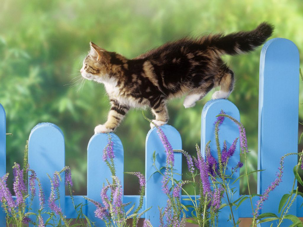 Kitten Balance wallpaper