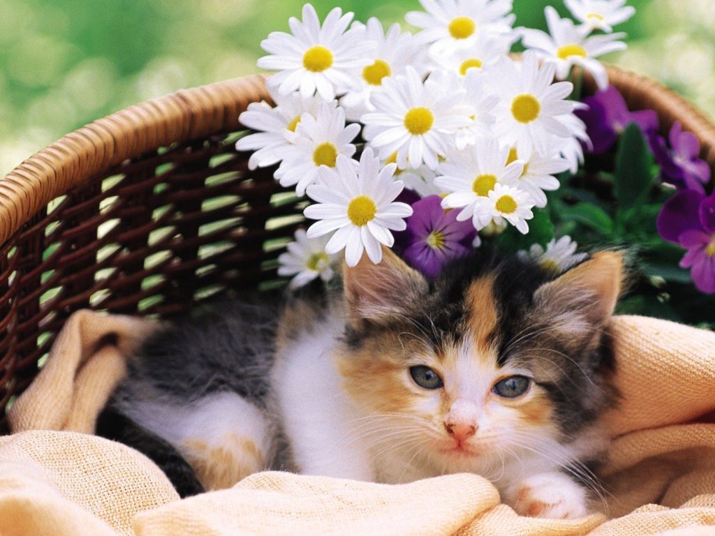 Kitten Cat With Flowers wallpaper