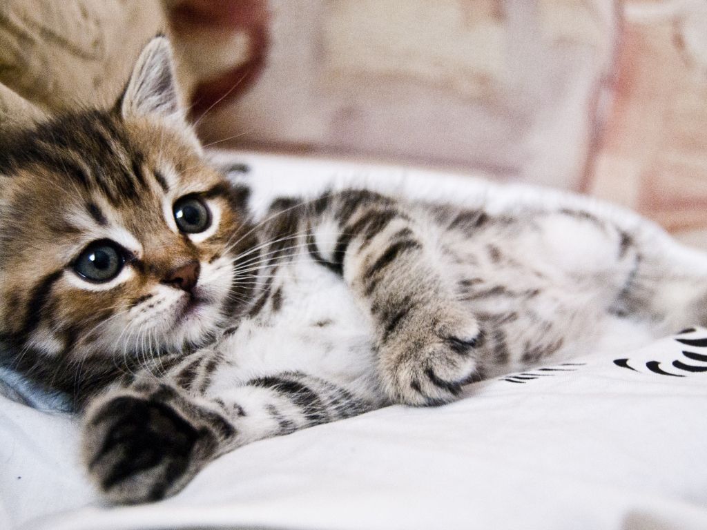Kitten Lying wallpaper