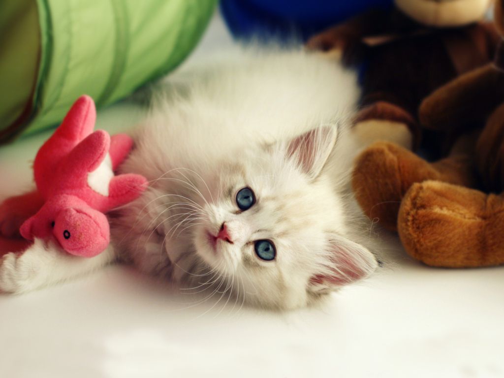 Kitten With Toy wallpaper