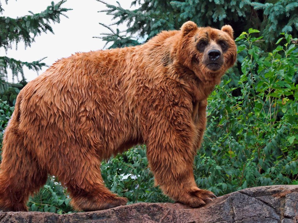 Kodiak Bear wallpaper