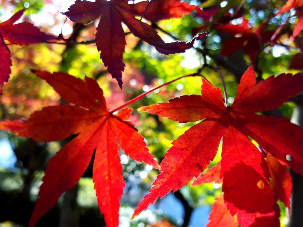 Kyoto Red Leaves wallpaper