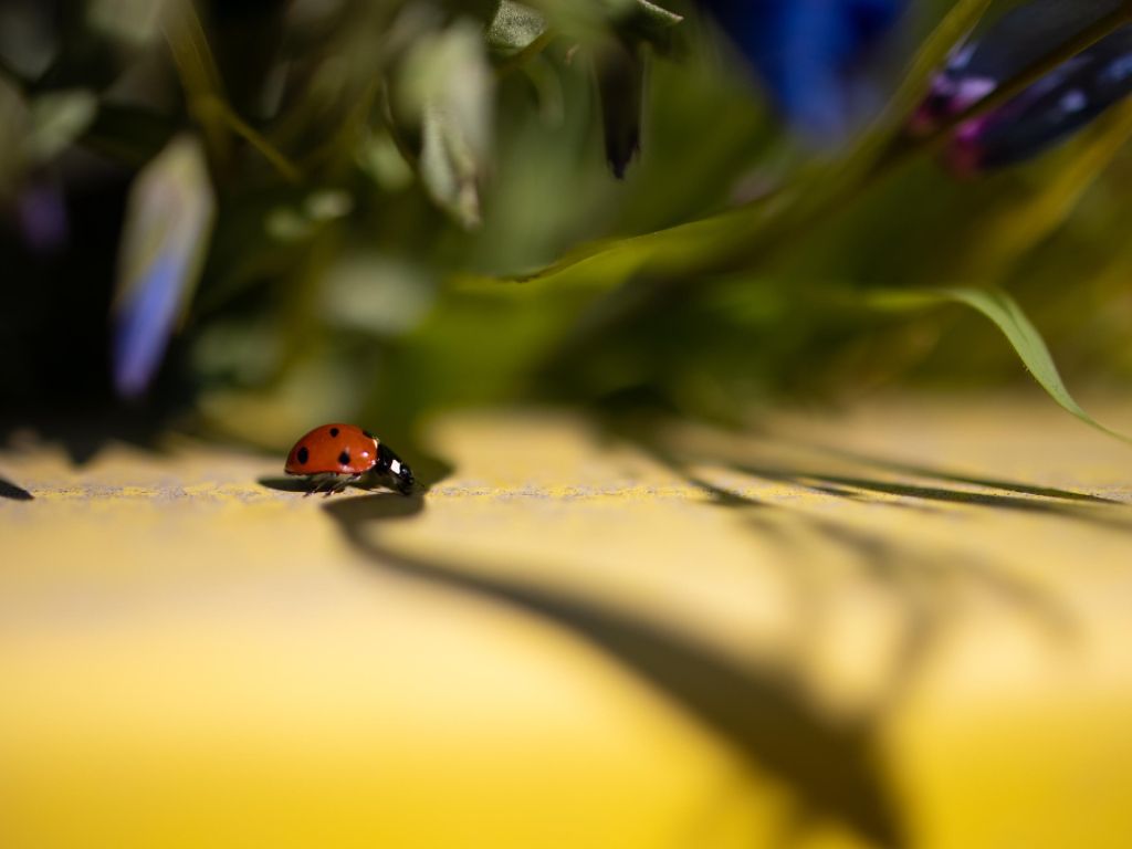 Lady Bug On The Move wallpaper