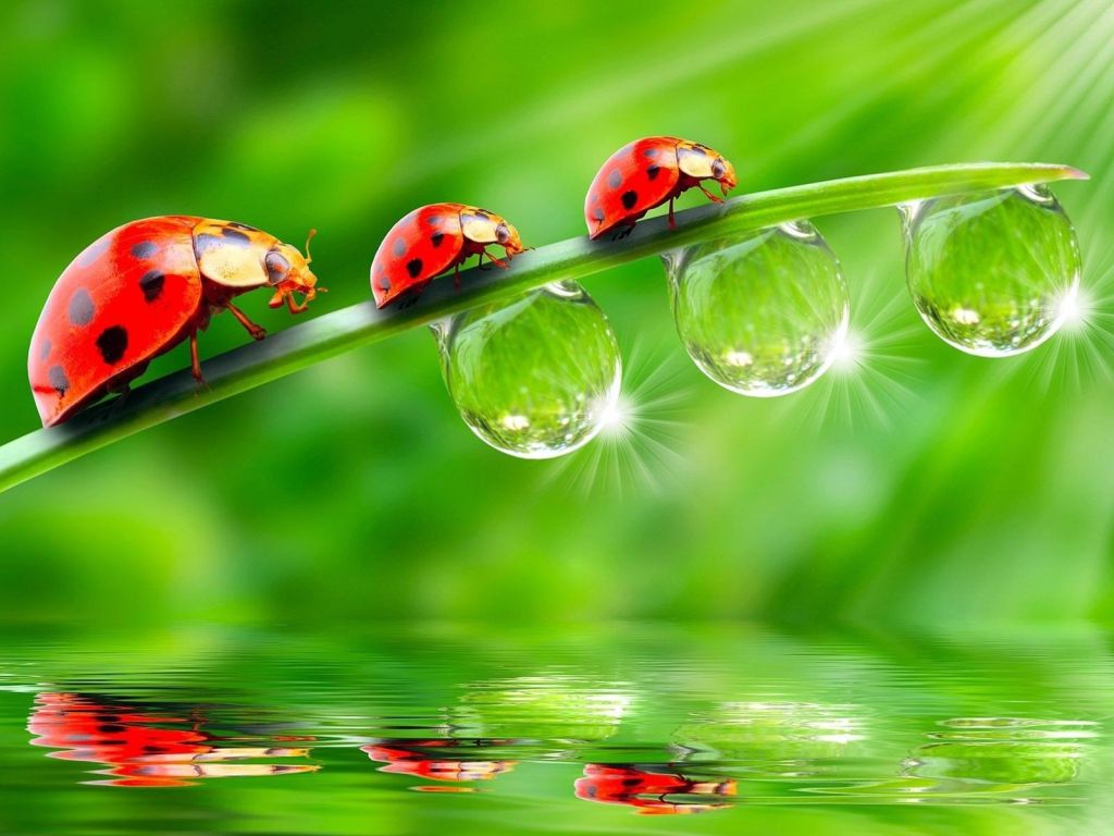 Lady Bugs With Crystal Water Drops wallpaper