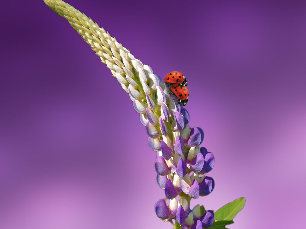 Ladybird Lavender Ladybug 5K wallpaper
