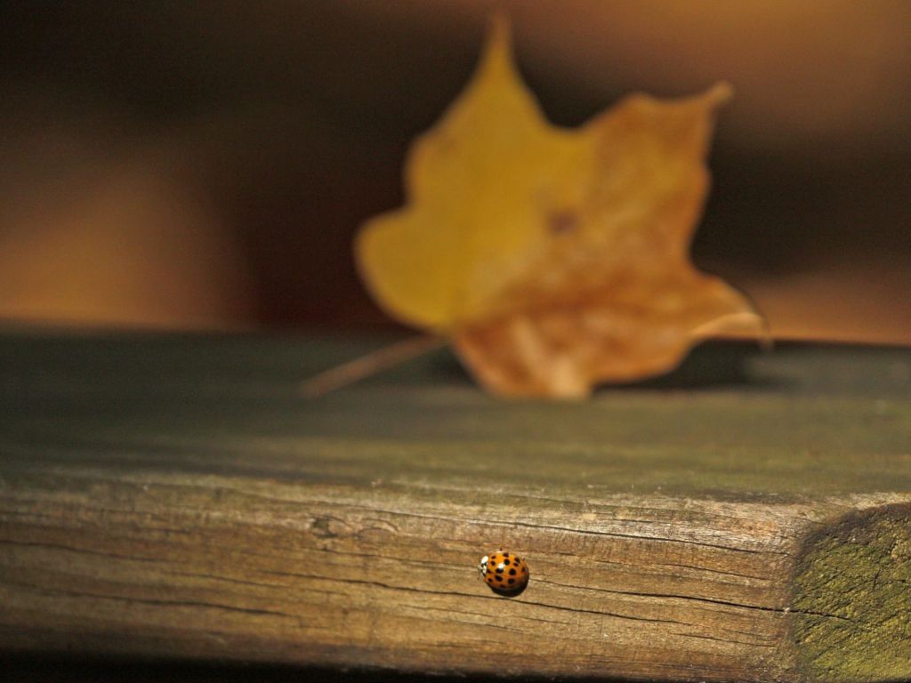 Ladybug Ladybug Enjoys Autumn in Akron Ohio wallpaper