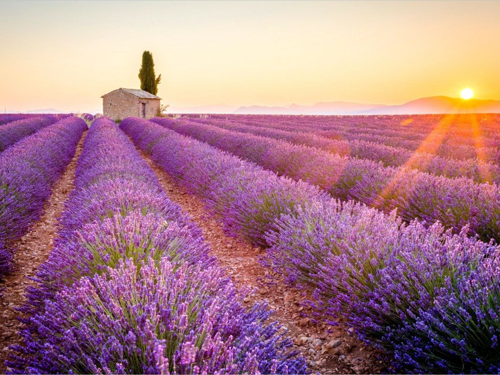 Lavender Field - Provence France wallpaper