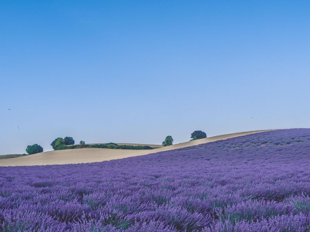 Lavender Field Provence France wallpaper