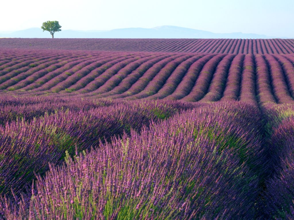 Lavender Fields wallpaper
