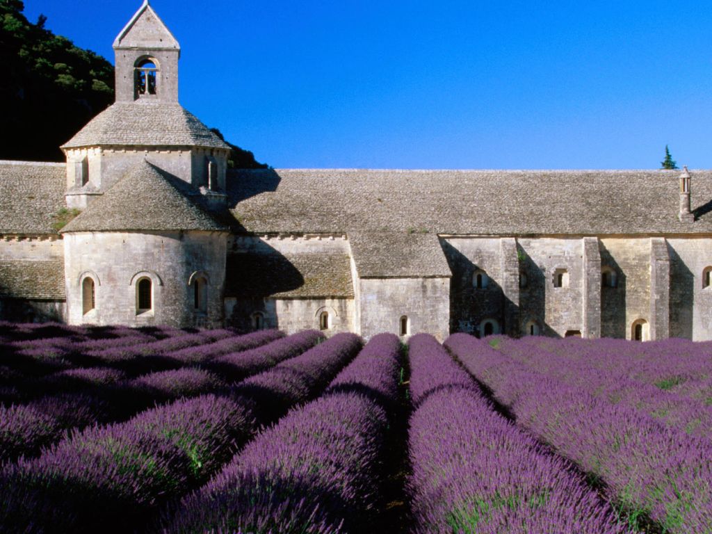 Lavender Fields Provence wallpaper
