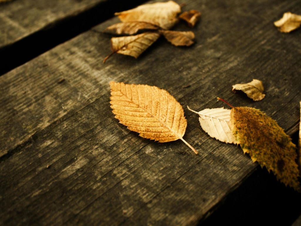 Leaves on Wood wallpaper