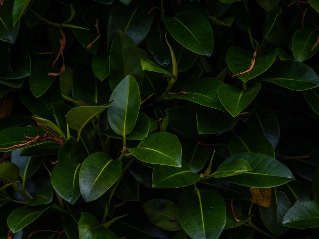 Leaves Plant wallpaper