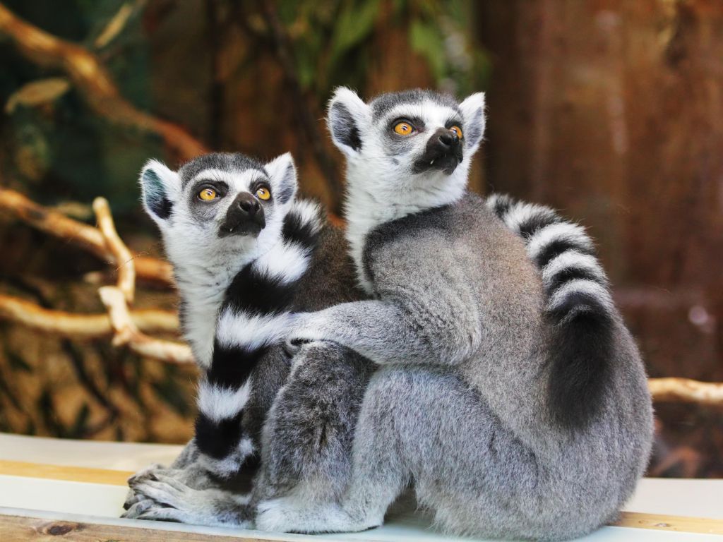 Lemurs wallpaper