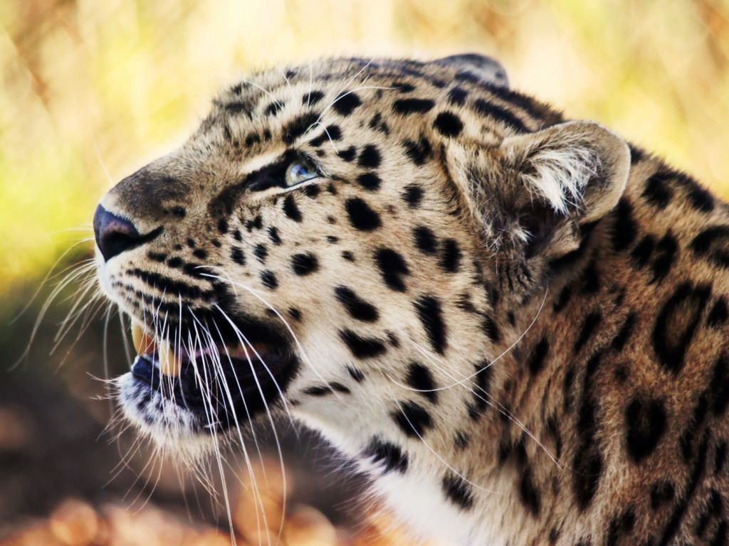 Leopard 1080p wallpaper