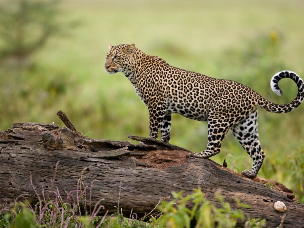 Leopard Kenya 25785 wallpaper
