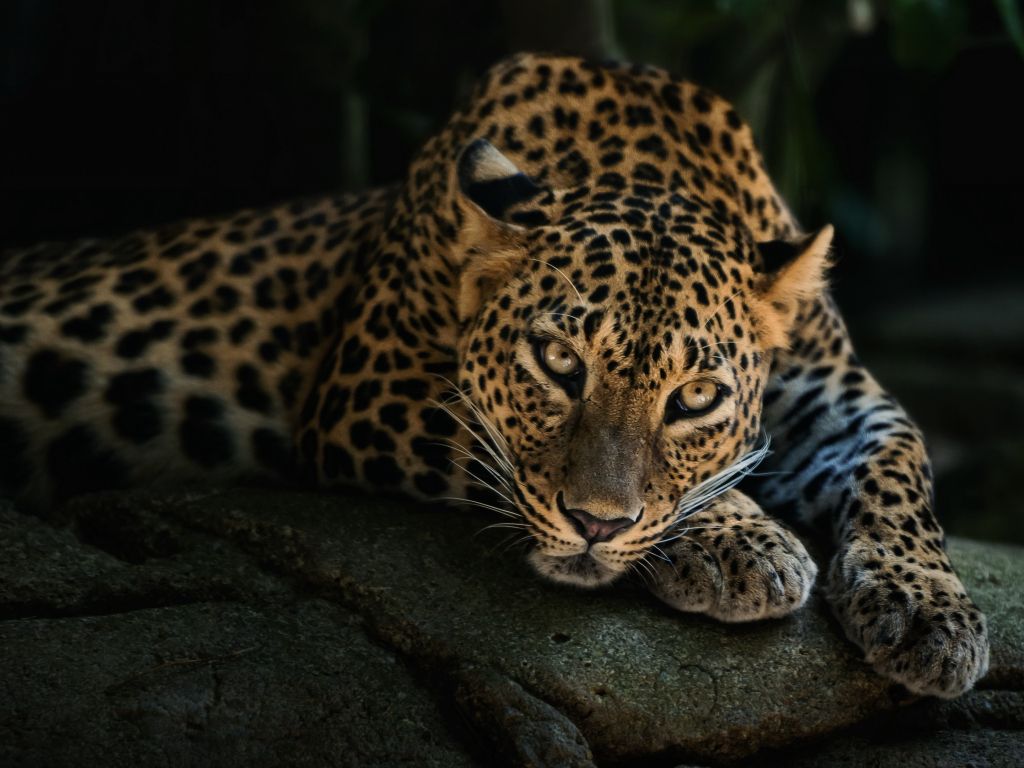 Leopard Lying On The Tree wallpaper