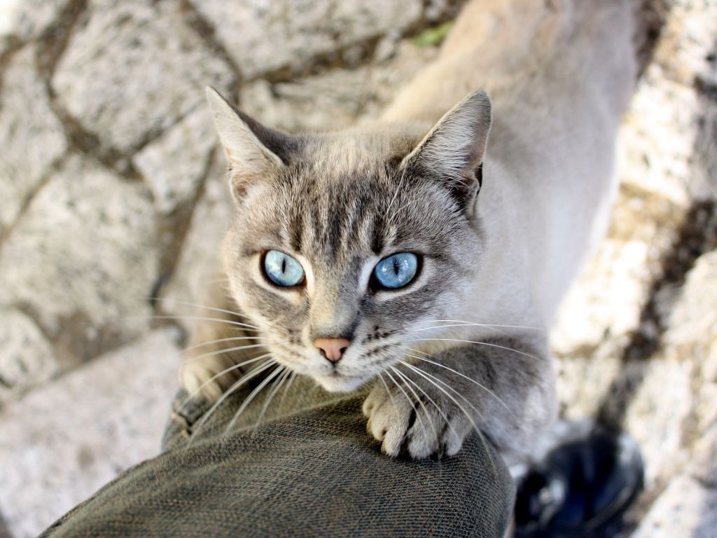 Light Blue Eyes Cat Trying Get in Focus wallpaper