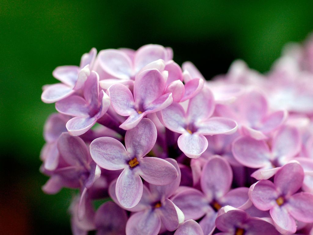 Light Purple Flowers 1080p wallpaper