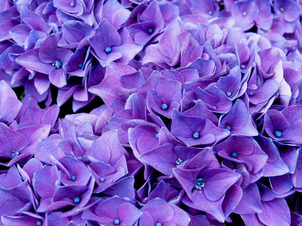 Lilac Flowerbed wallpaper