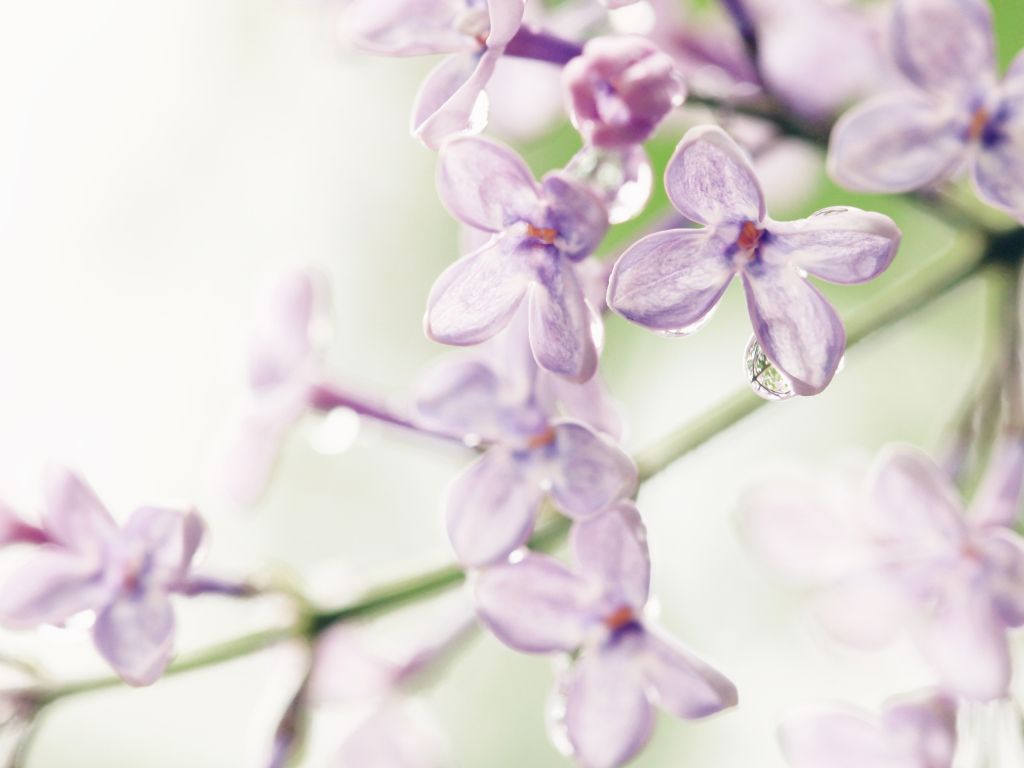 Lilac Flowers wallpaper