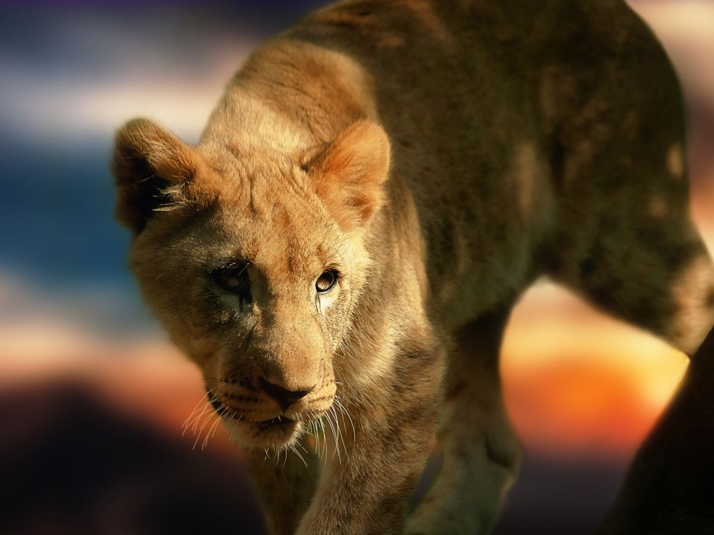 Lion Cub wallpaper