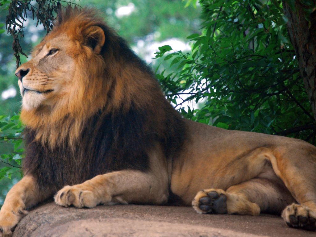Lion King of Zoo wallpaper