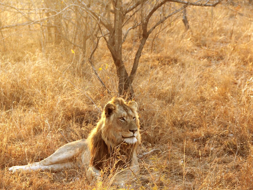 Lion Kruger South Africa wallpaper