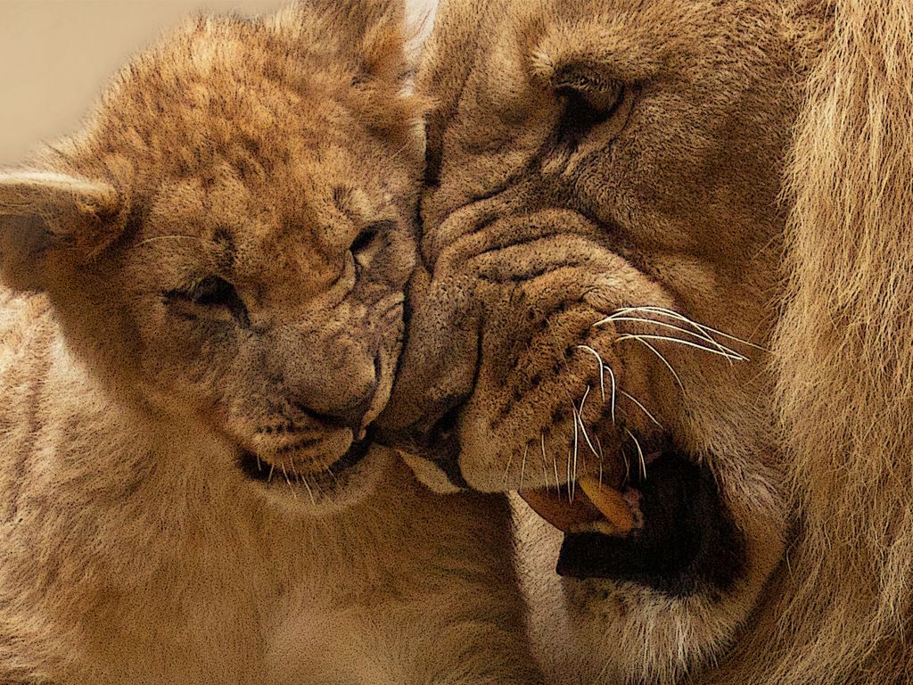 Lion Mother Cub wallpaper