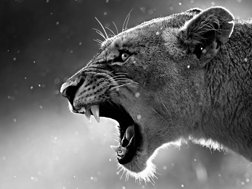 Lioness in Black and White wallpaper in 1024x768 resolution