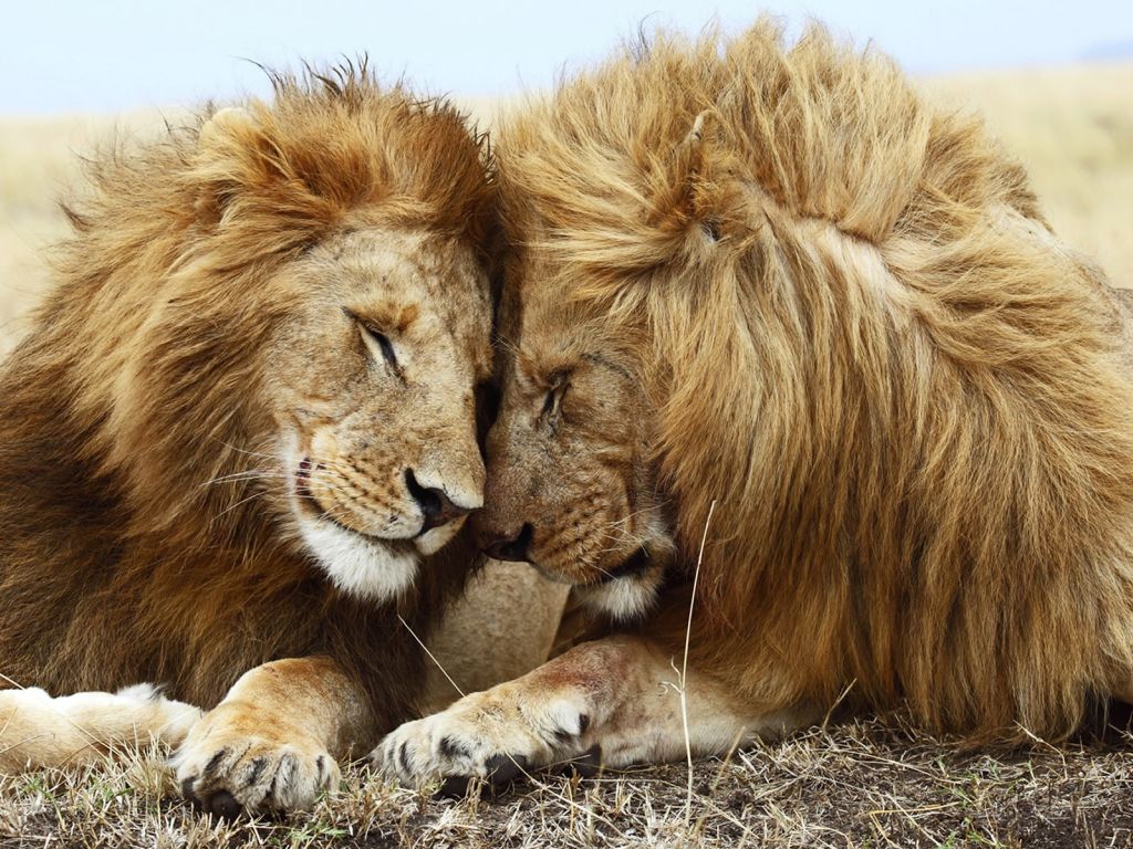 Lions Pair wallpaper