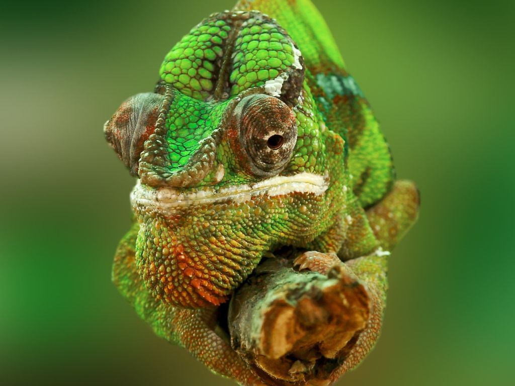 Lizard Chameleon wallpaper