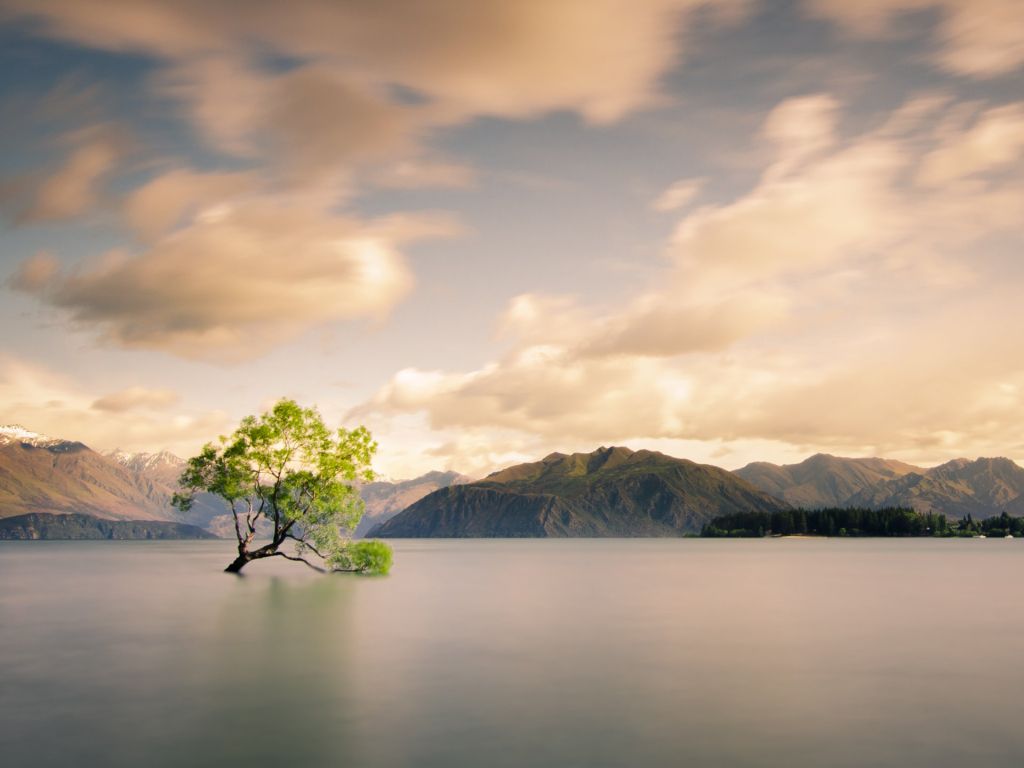 Lone Tree of Lake Wanaka New Zealand wallpaper