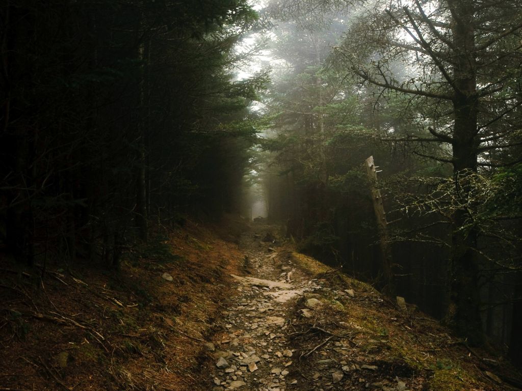 Lonely Hiking Trail in the Fog wallpaper