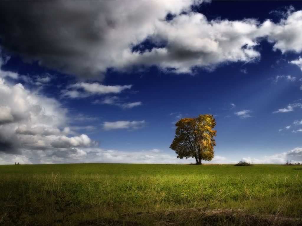 Lonely Tree Storm Clouds wallpaper