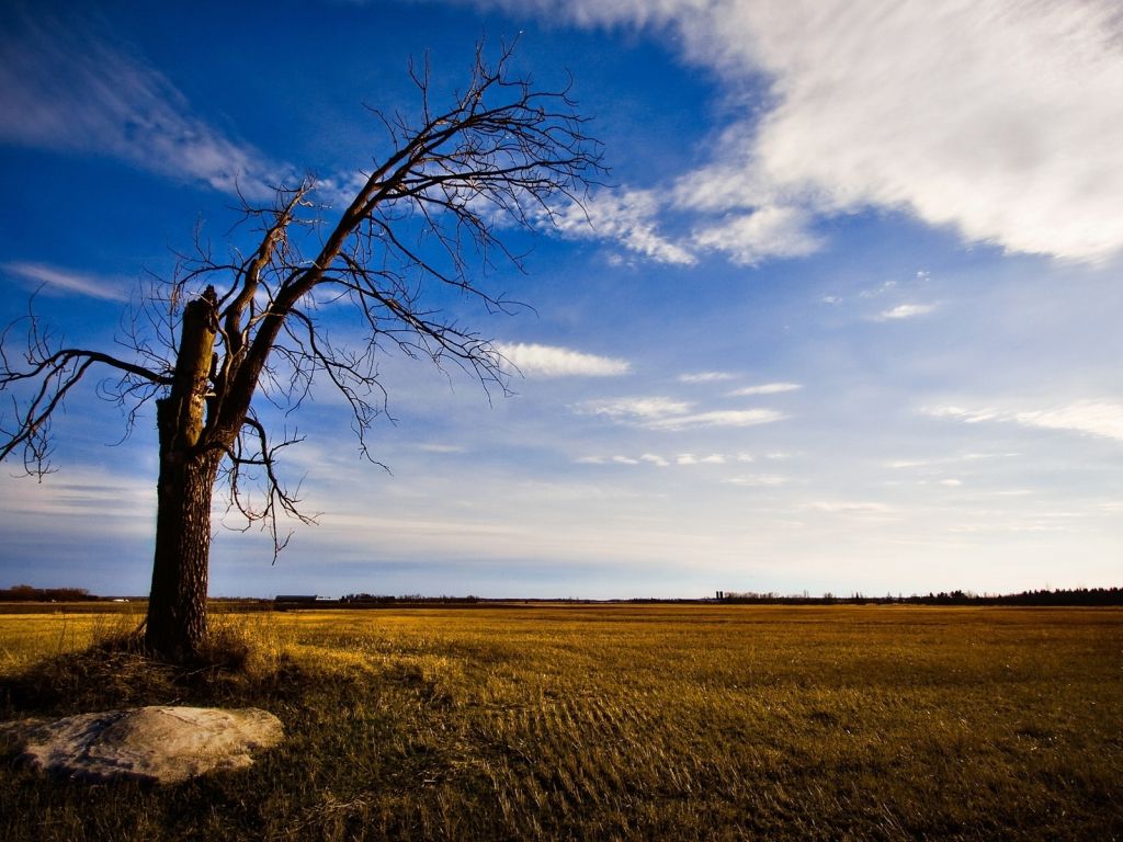 Lonely Tree Without Leaves wallpaper