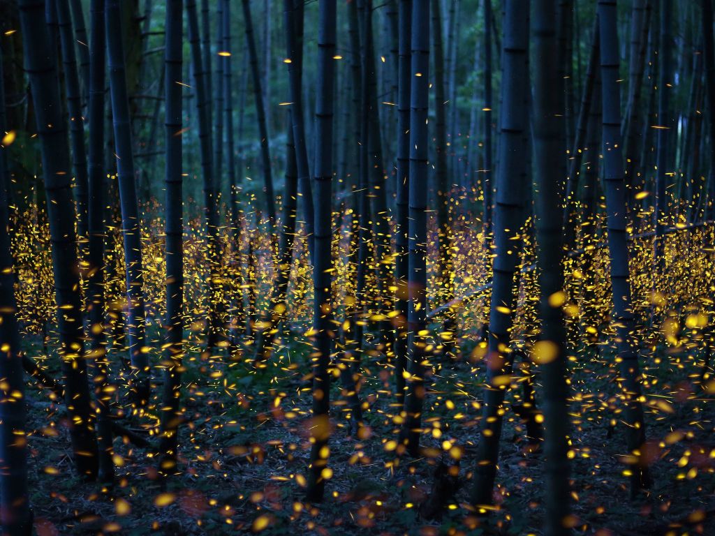 Long Exposure of Fireflies in Japan wallpaper