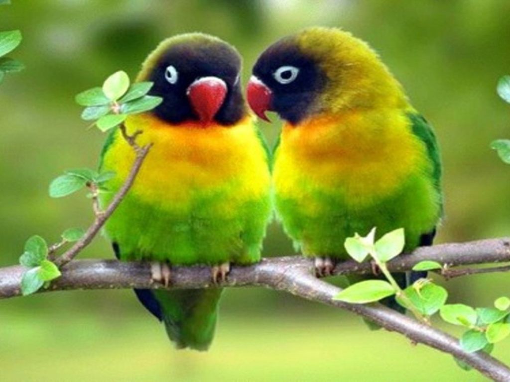 Love Birds S wallpaper