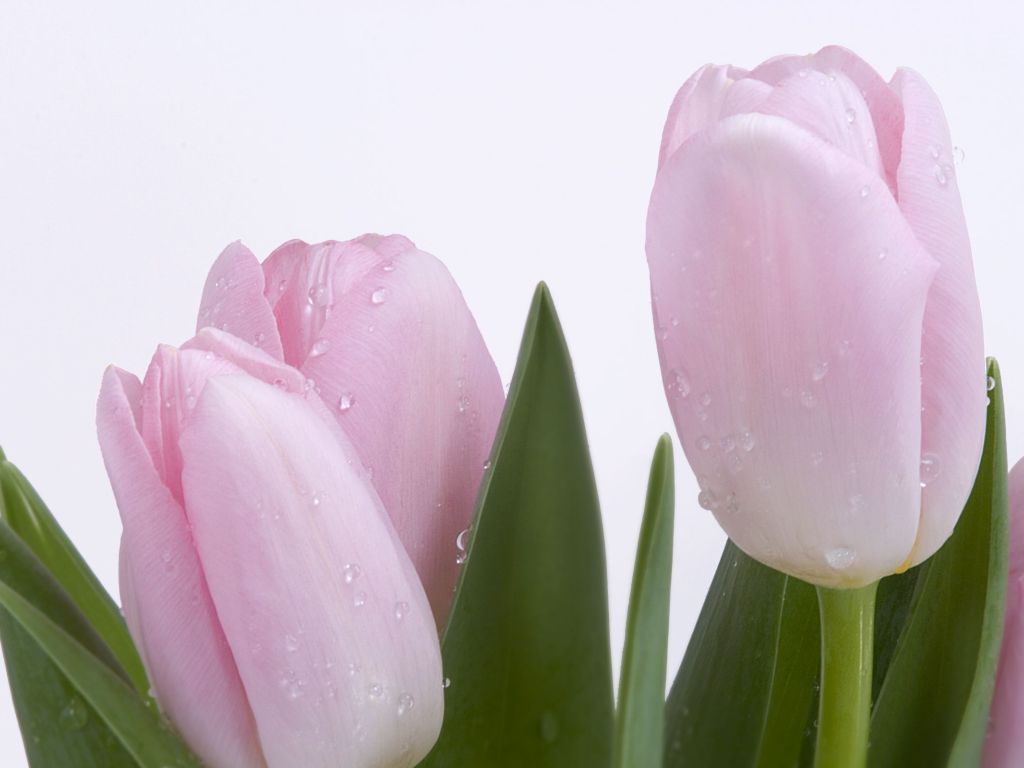 Lovely Pink Buds wallpaper