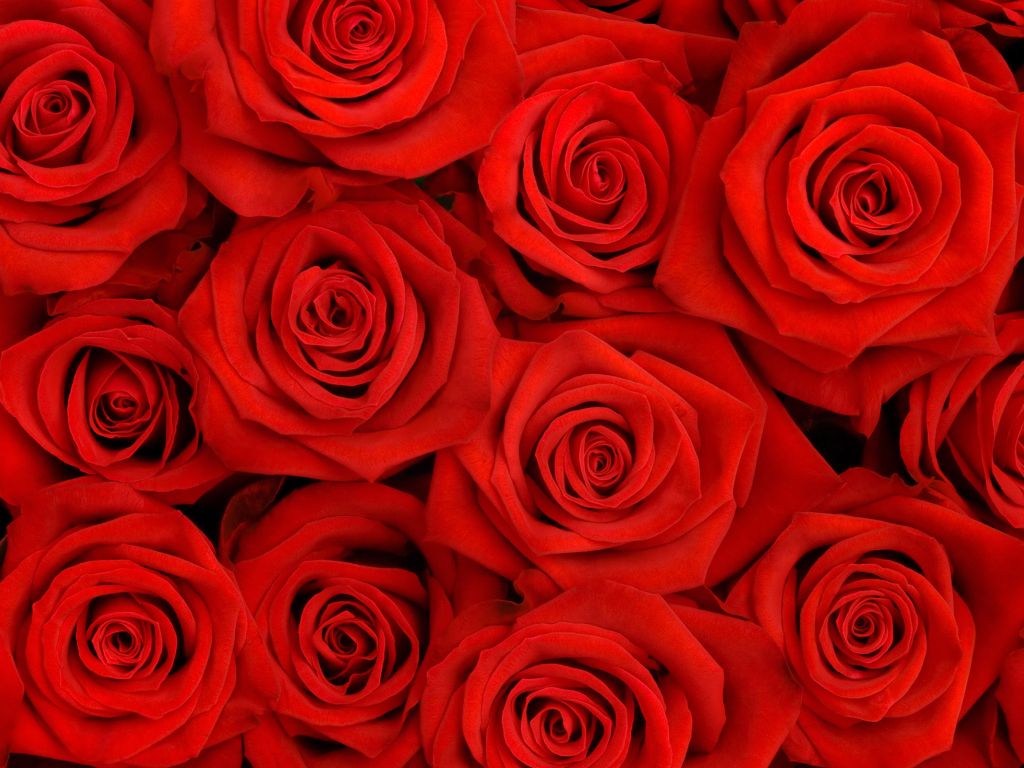 Lovely Roses HQ wallpaper