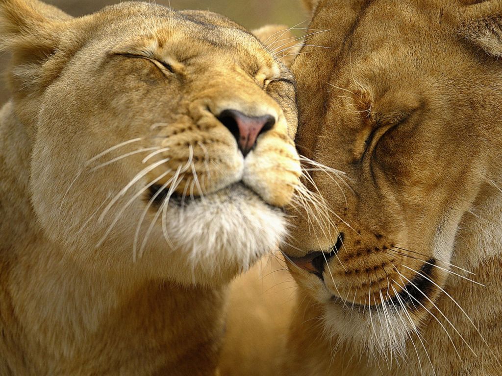 Loving Lions wallpaper