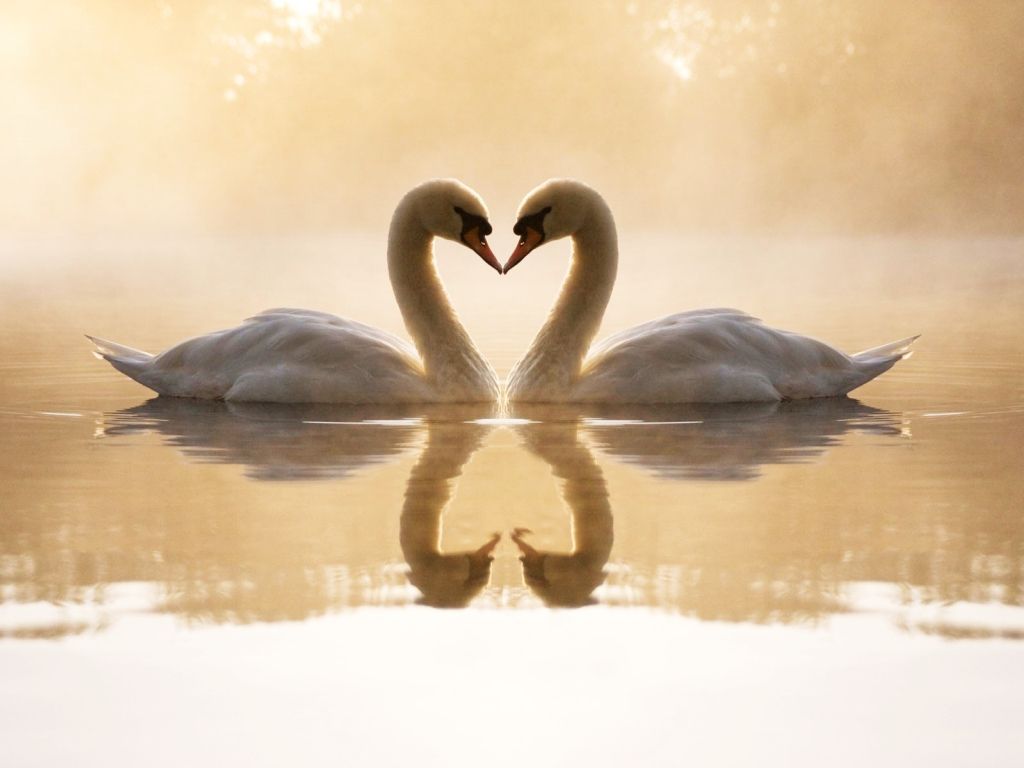Loving Swans wallpaper