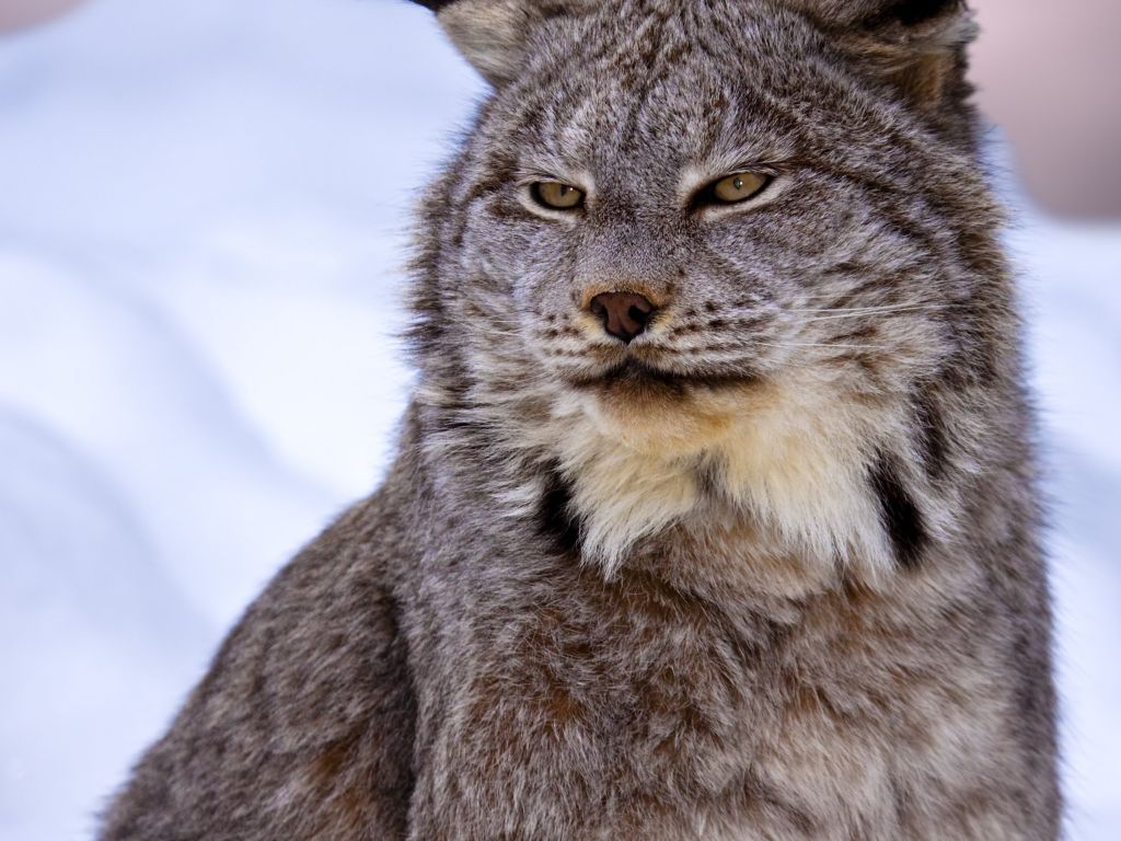 Lynx Wild Cat Muzzle wallpaper