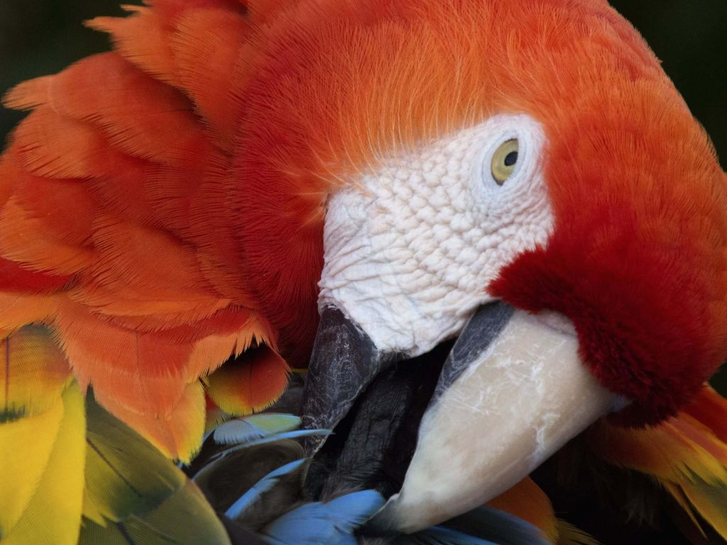 Macaw Parrot wallpaper
