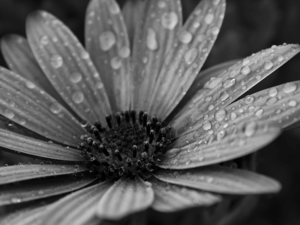 Macro Floral Black and White wallpaper