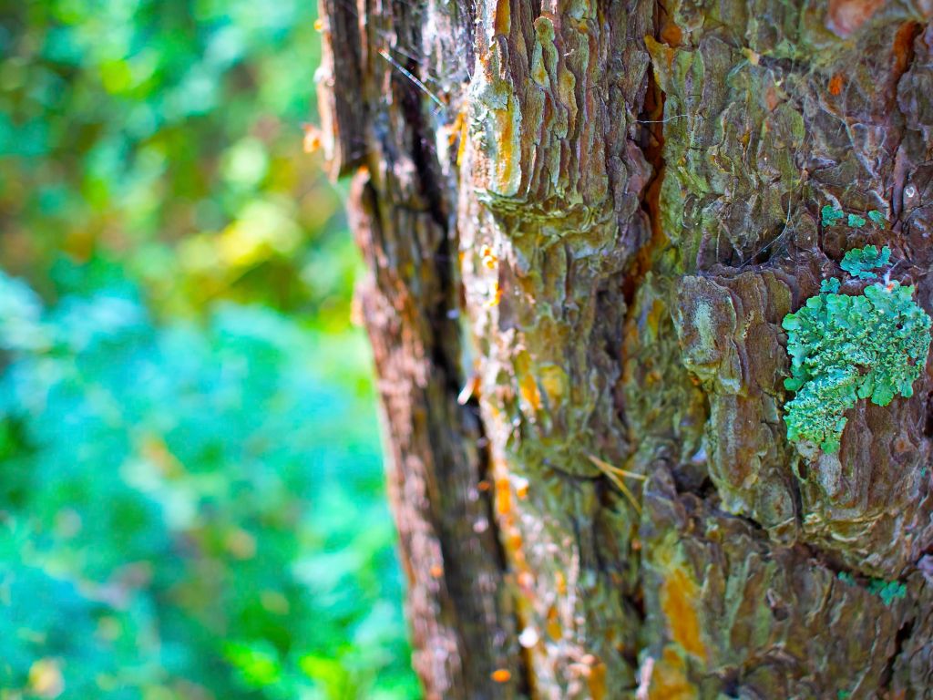Macro: Lichen on a Tree wallpaper