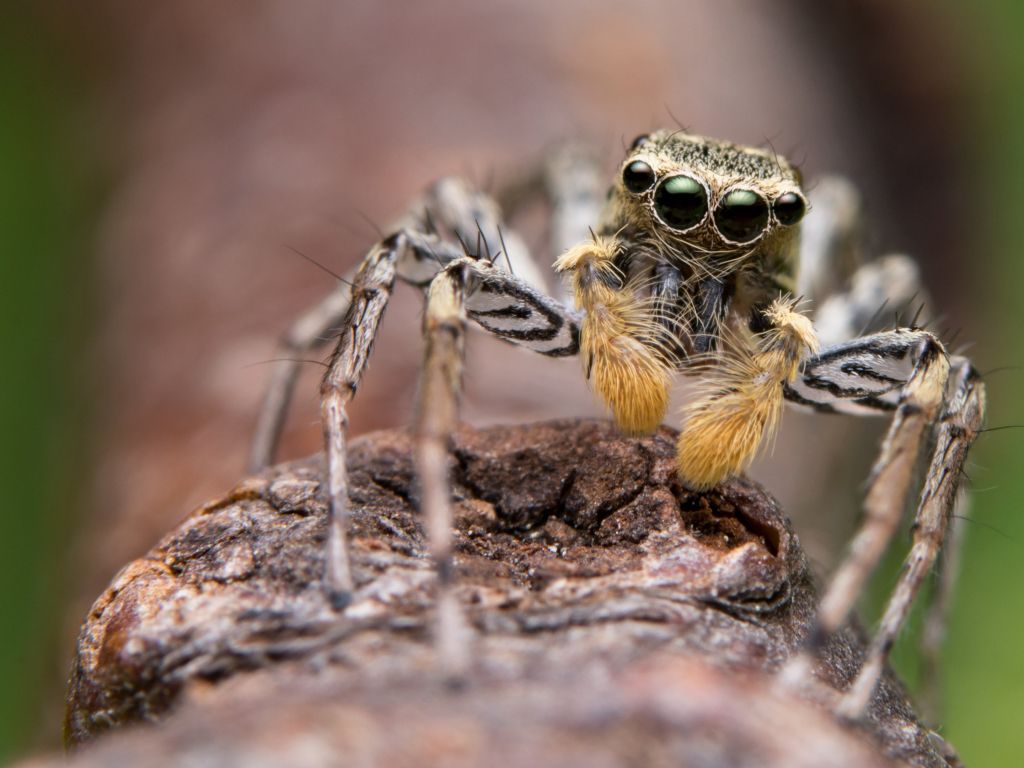 Maevia Inclemens Dimorphic Jumping Spider wallpaper