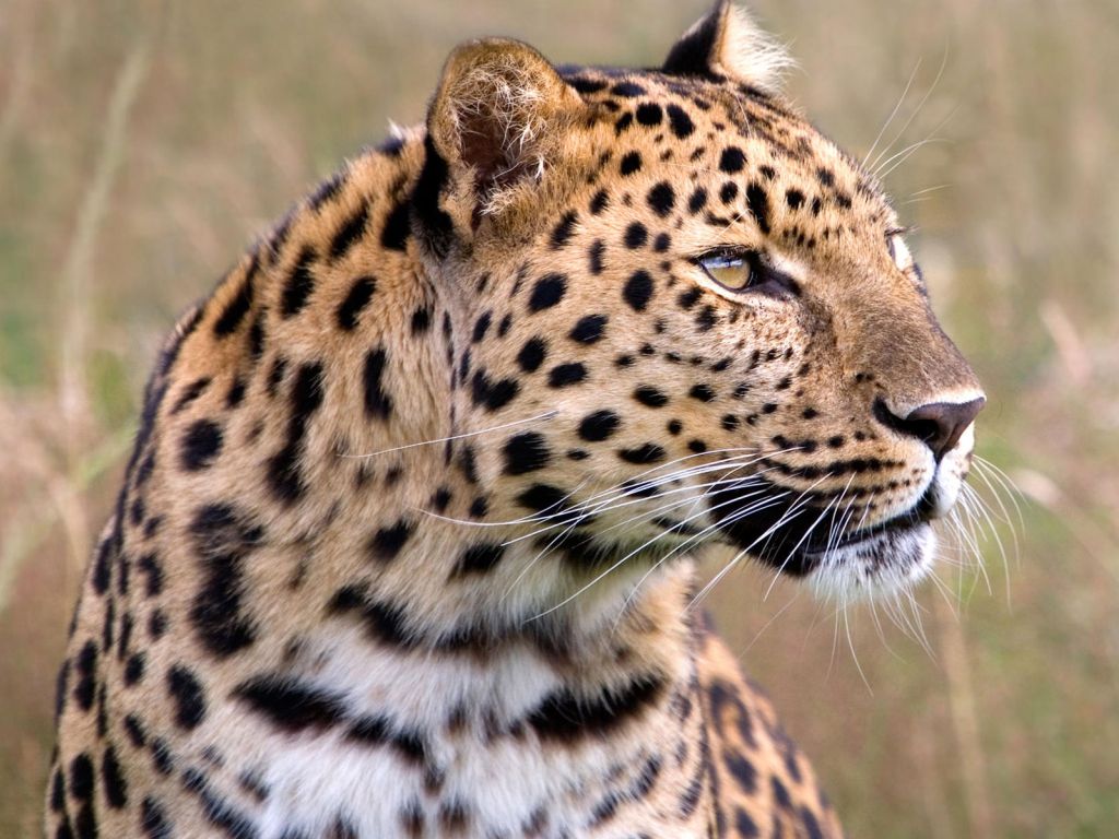 Male Amur Leopard Wildlife Heritage UK wallpaper