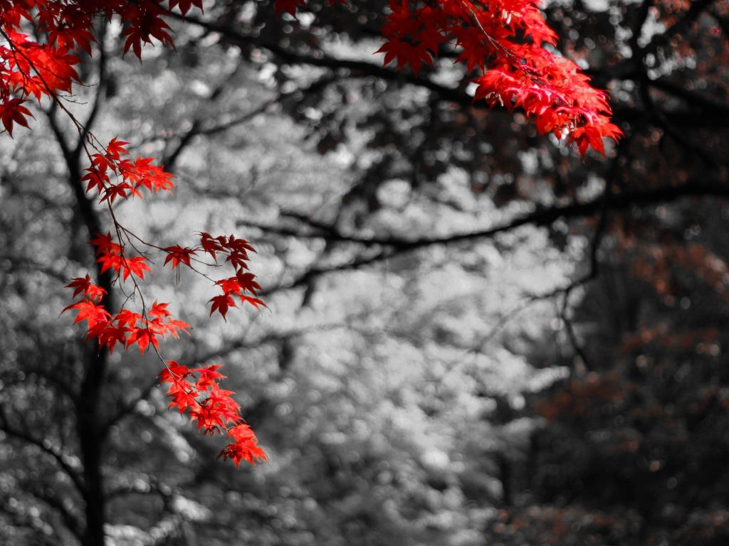 Maple 4K wallpapers for your desktop or mobile screen free and easy to