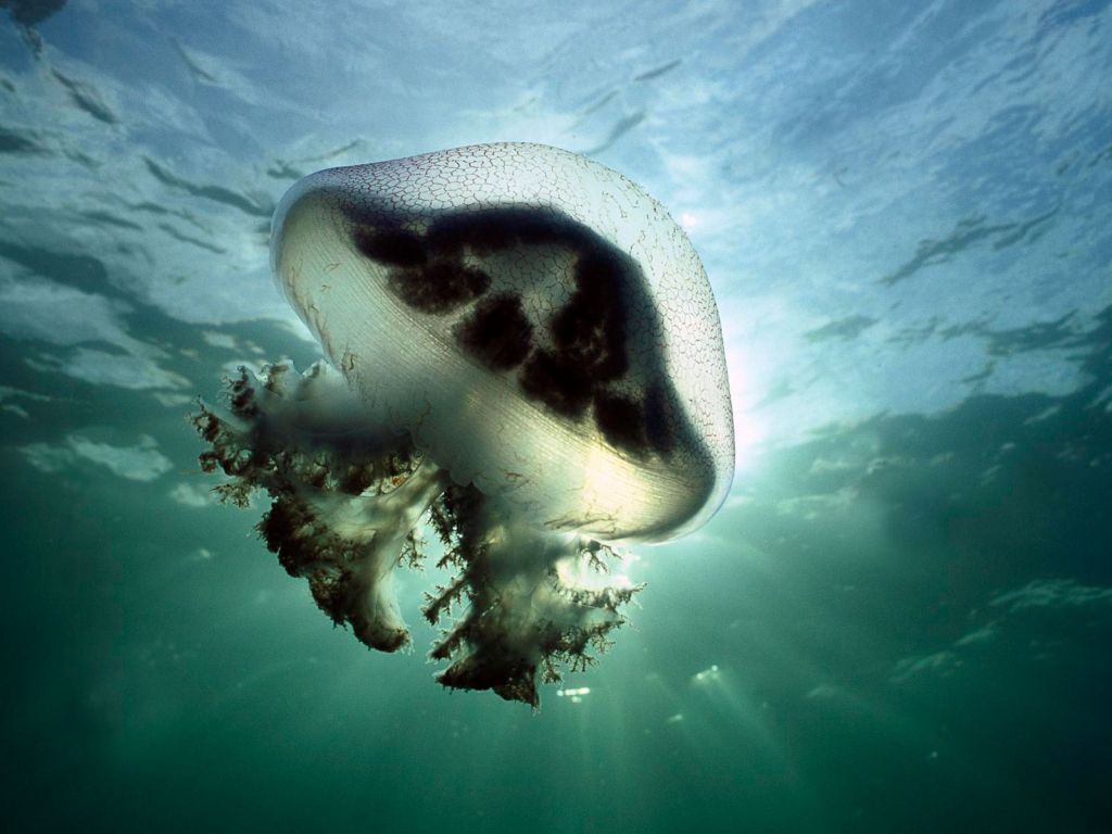 Mauve Stinger Jellyfish Australia wallpaper