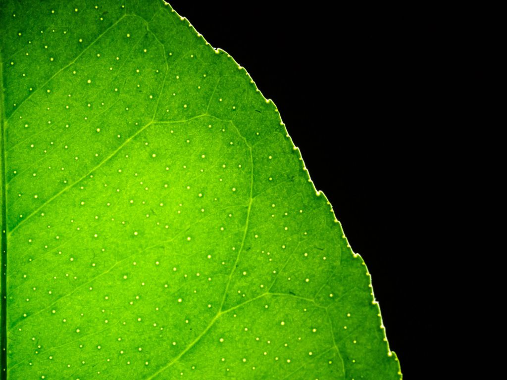 Minimalist Lemon Tree Leaf Macro wallpaper